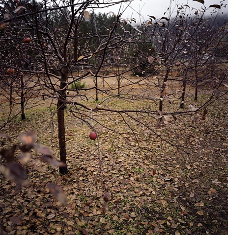 Winter Orchard, Quebec