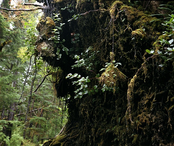 Cedar, Haida Gwaii