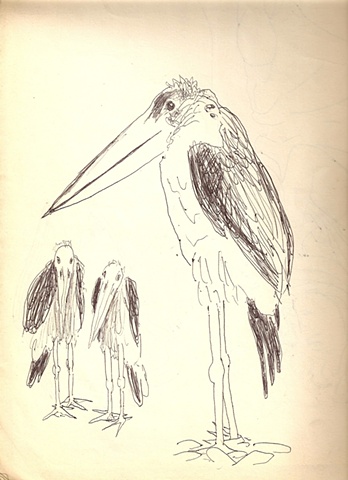 Painted Ibis