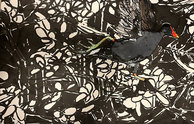 Moor hen