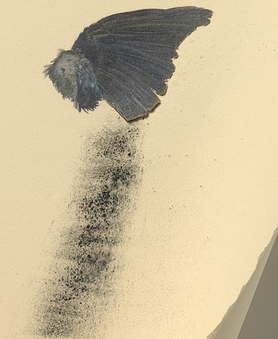 Black Wing, detail