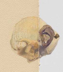 Ear Bone detail
