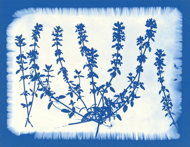 Thymekeeper’s Garden