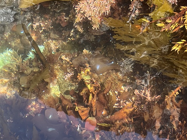 Seaweed Tide pools: Bamfield
