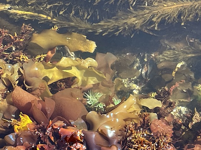Seaweed Tide pools: Bamfield