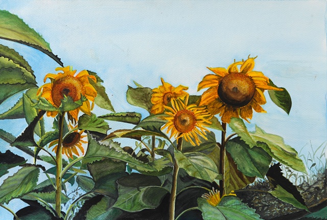 sunflowers in watercolor