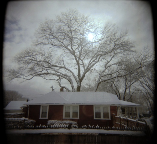 Oak Tree and House