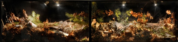 woods leaves bone bark nest