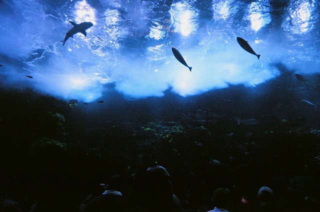 Atlanta Aquarium Views