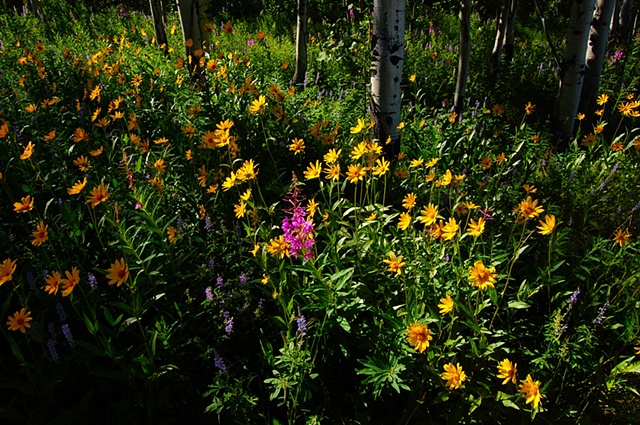 Teton Wildflowers