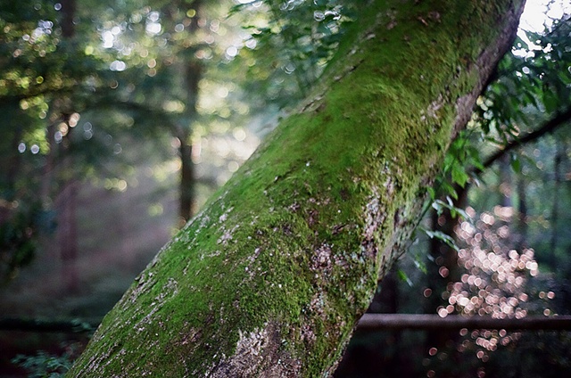 pennsylvania: trunk