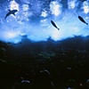 Atlanta Aquarium Views