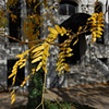 shadowlands