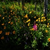 Teton Wildflowers