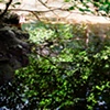Settled Creek