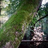 pennsylvania: trunk