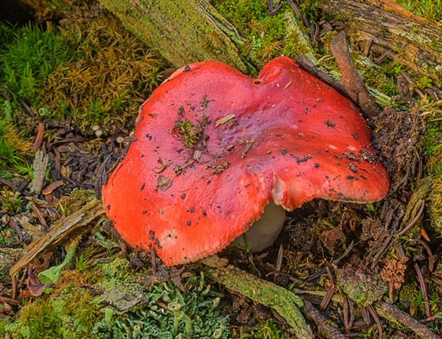 Lobster Mushroom