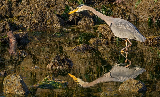 Ready for Surprise Attack