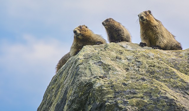 Curious Marmot Family Watch us on the Asulkan Valley Trail