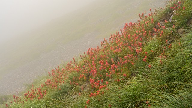 Paintbrush in the Fog