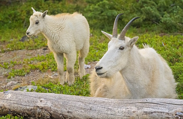 Some of the Resident Mountain Goats living around the lodge