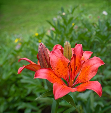 Garden Lily

June 2014
