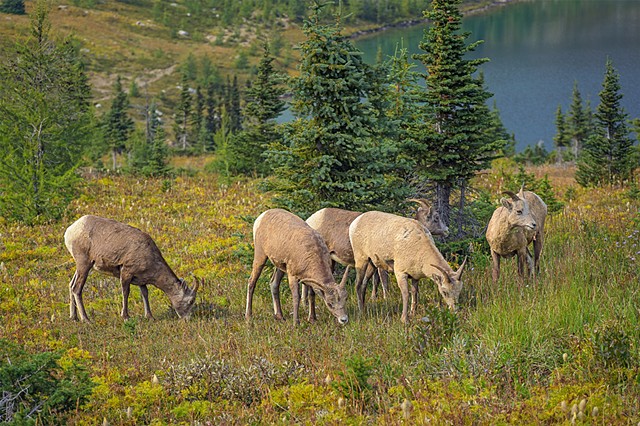 Mountain Sheep Near Hidden Lake on the Hike In
