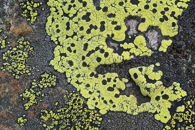 Shore Lichen