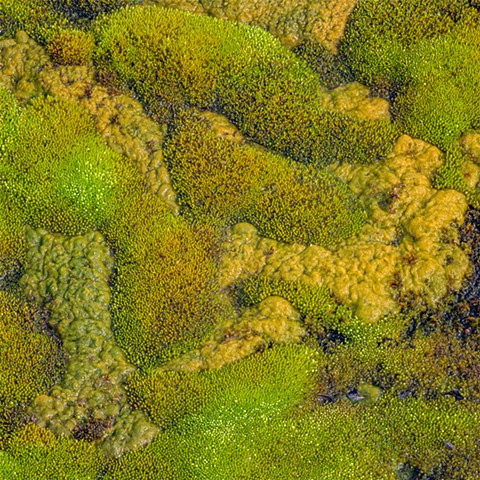 Mossy Abstract