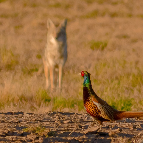 Pheasant Discovers Coyote
Bosque del Apache 015 Nov 11 -1407

Nov 2010