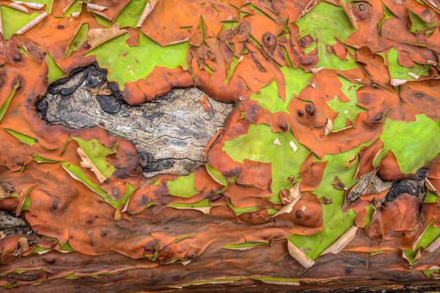 Arbutus Peeling