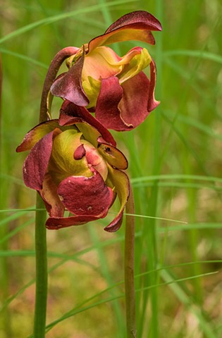 Swamp Orchid