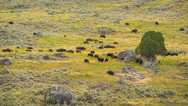 Small Bison Herd on the Move in Lamar Valley
