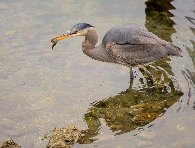 Heron with Catch