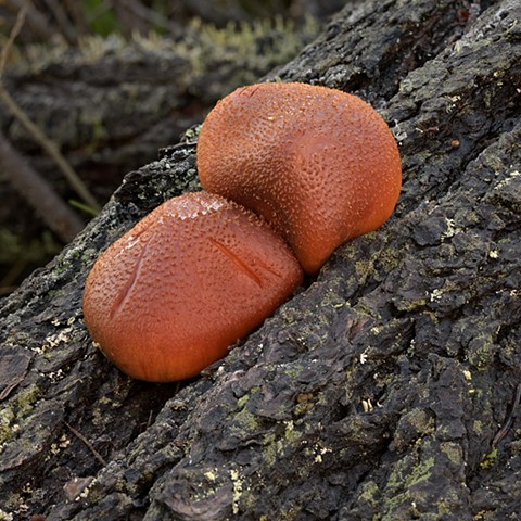 Fungi Bulges