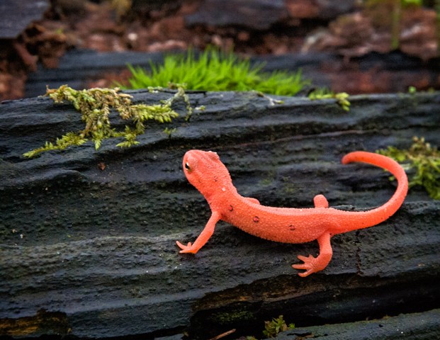 Eastern Newt

May 2014