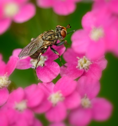Fly on Pink

June 2014