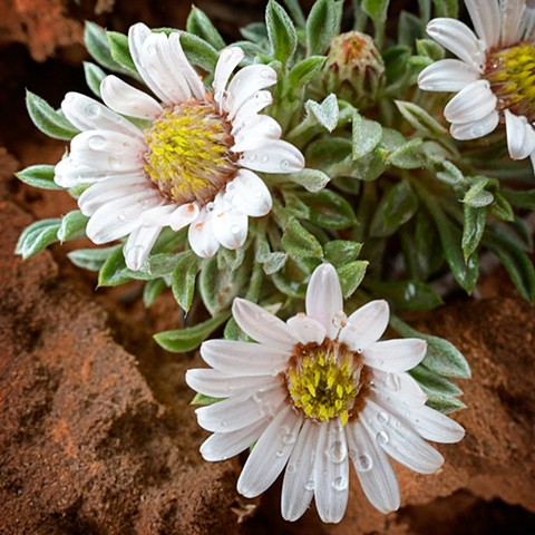 Desert Flower I