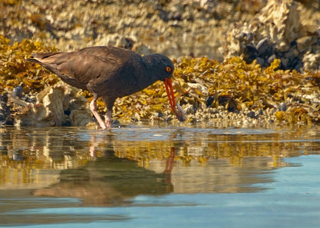 Oyster Catcher with Prey