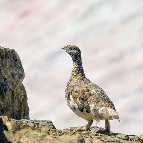 Trail Ptarmigan