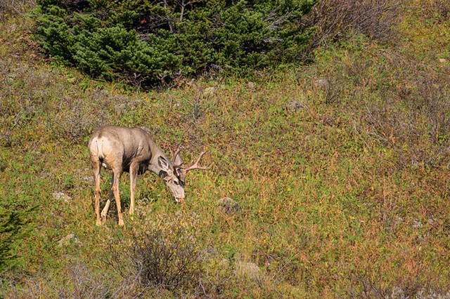 Mule Deer Munching beside Myosotis Lake