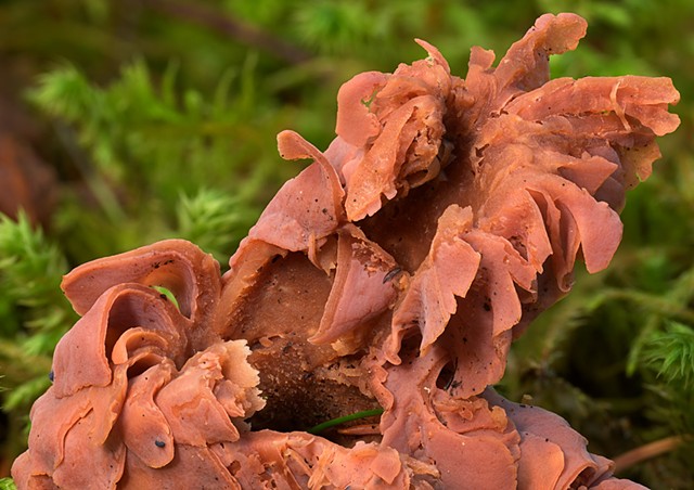 Mushroom Bad Hair Day