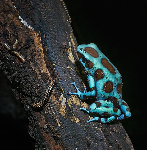 Blue Frog

Nov 2011
