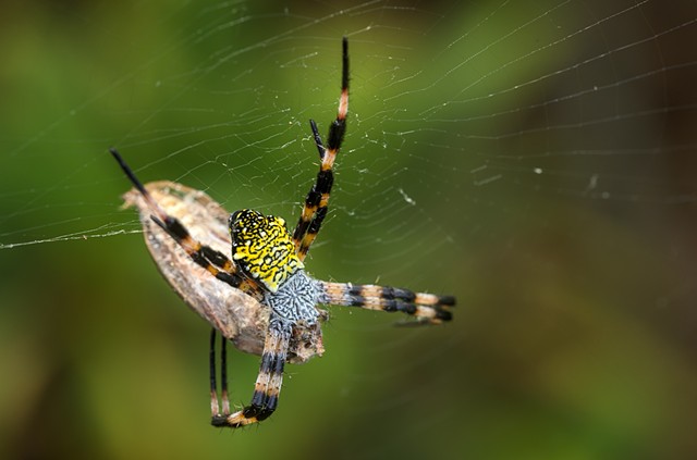Busy Spider