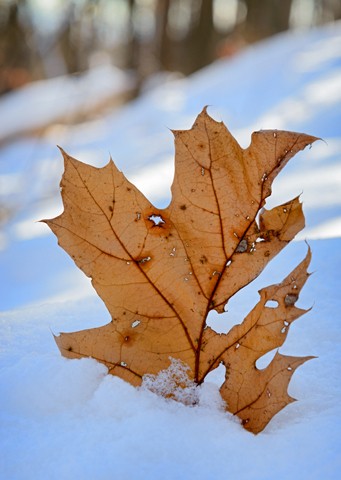 Winter Leaf

Dec 2014