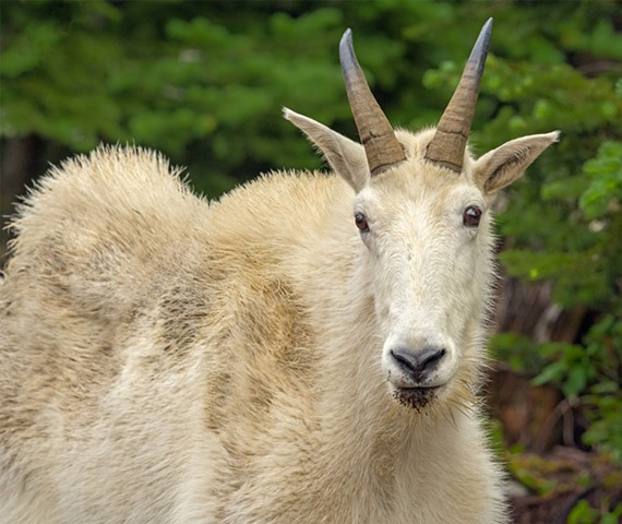 One of the Curious Local Goats