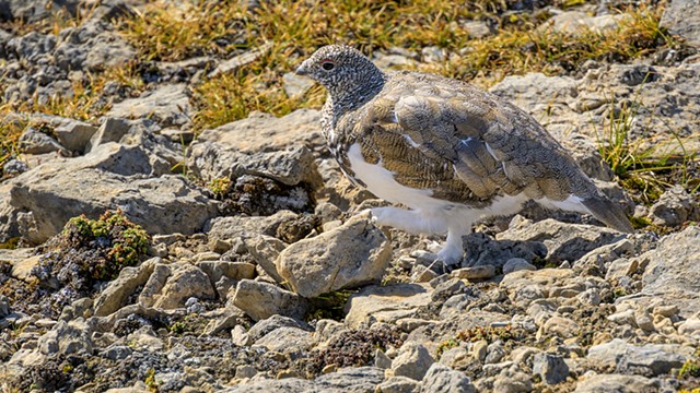 Ptarmigan