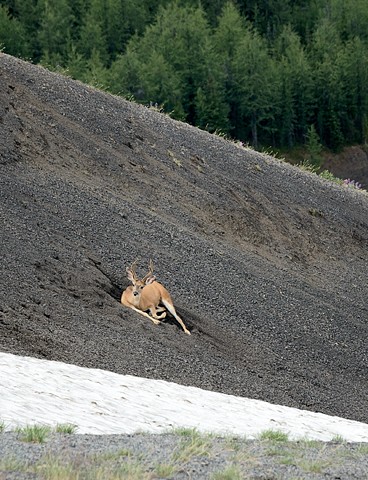 Deer Dug into the Scree of Mt Cautley to Avoid Horse Flies
