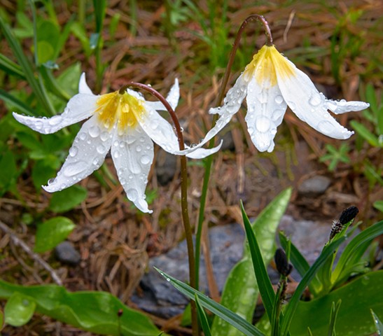Avalanche Lily

June 2019