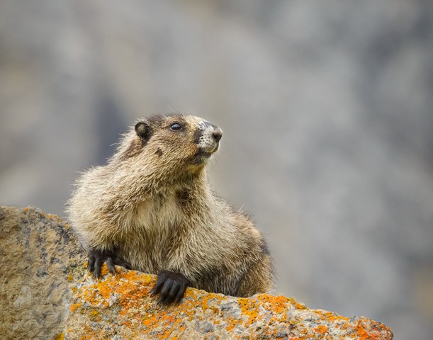 Marmot on Guard

Aug 2014